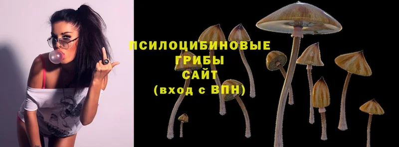 Псилоцибиновые грибы GOLDEN TEACHER  где найти наркотики  hydra рабочий сайт  Медынь 